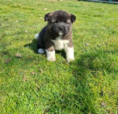 Americka Akita prelepi stenci