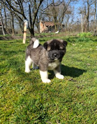 Americka Akita prelepi stenci