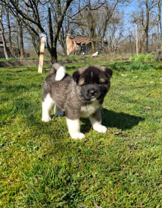 Americka Akita prelepi stenci