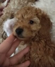 Toy – Patuljaste pudle