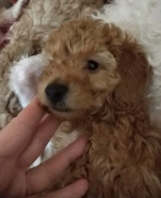 Toy – Patuljaste pudle