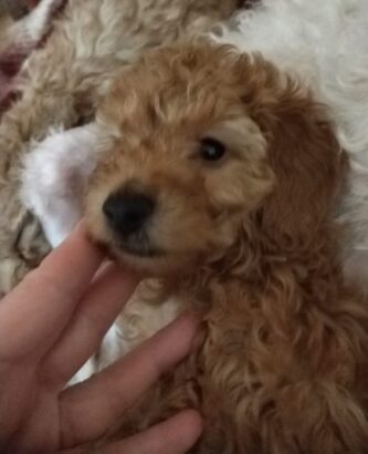 Toy – Patuljaste pudle