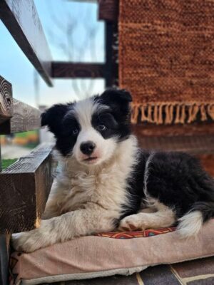 Border Koli, vrhunski štenci