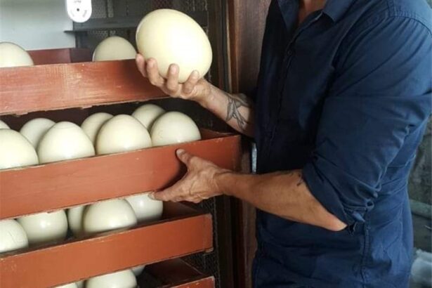 Na prodaju su pilići, jaja i pero