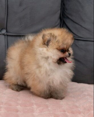 Pomeranac PRELEPI štenci