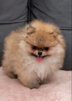 Pomeranac PRELEPI štenci