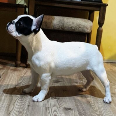 Francuski Buldog prelepo štene
