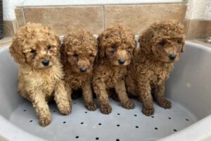 Pudla crveni i aprikot patuljasti stenci