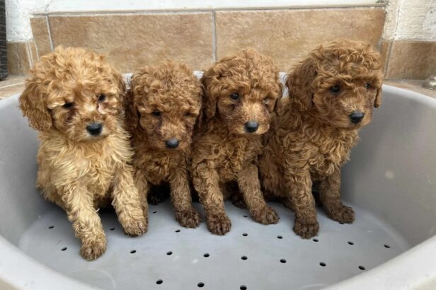 Pudla crveni i aprikot patuljasti stenci