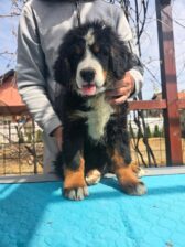 Bernski planinski pas štenci