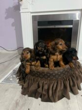 Dugodlaki patuljasti jazavičari štenci