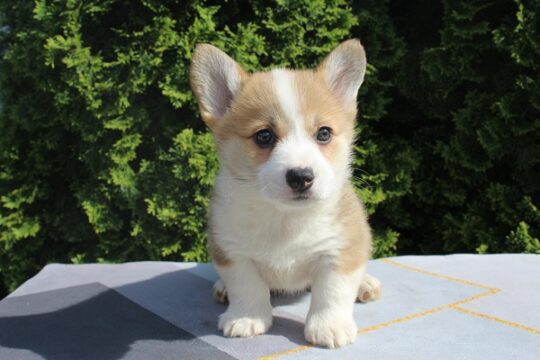 Velški korgi – Pembrok