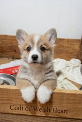 Korgi štenci na prodaju