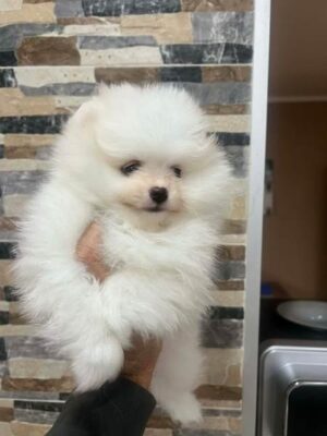 Pomeranac, štenci vrhunskog kvaliteta