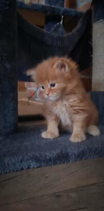Maine Coon mačići