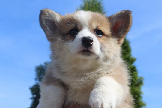 Velški korgi – Pembrok