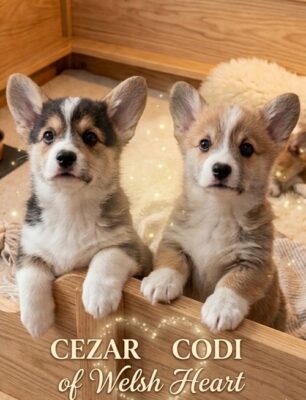 Korgi štenci na prodaju