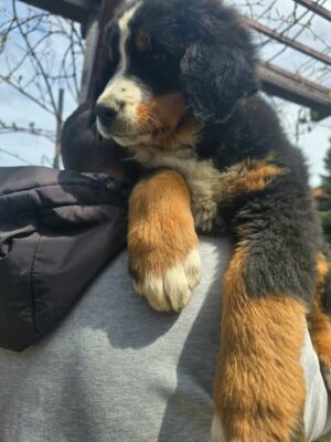 Bernski planinski pas štenci