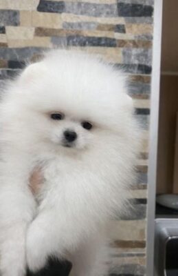 Pomeranac, štenci vrhunskog kvaliteta