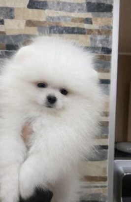 Pomeranac, štenci vrhunskog kvaliteta