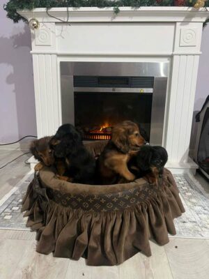 Dugodlaki patuljasti jazavičari štenci