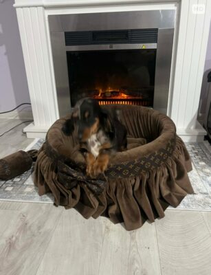 Patuljasti dugodlaki jazavičar, merle ženka