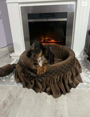 Patuljasti dugodlaki jazavičar, merle ženka