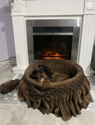 Patuljasti dugodlaki jazavičar, merle ženka