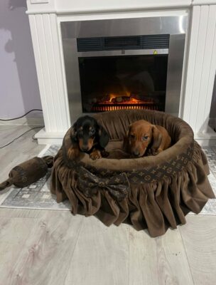 Patuljasti jazavičari kratkodlaki