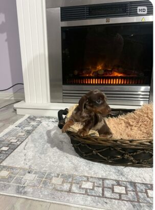 Patuljasti kratkodlaki jazavičari ekstra mini