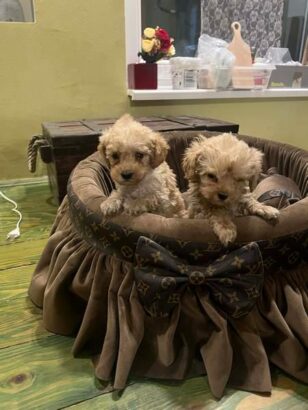 Toy pudle ekstra malog rasta