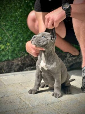 Cane Corso štenci