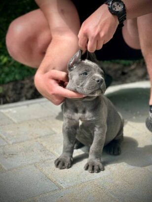 Cane Corso štenci