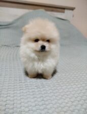Prelepi Boo medvedici