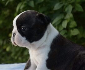 Prelepi štenci BOSTON terijera