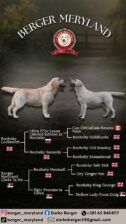 Stenci LABRADOR retrivera