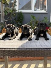 Crni Cane Corso štenci – rezervacije u toku