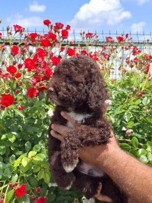 Lagoto Romanjolo (Lagotto Romagnolo)