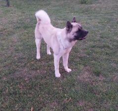 Američka akita, parenje
