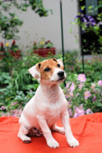 Jack Russell Terrier/Džek Rasel terijer