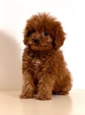 Cavapoo-Kavapu (cavalier king charles spaniel + pudla)