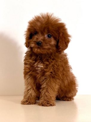 Cavapoo-Kavapu (cavalier king charles spaniel + pudla)