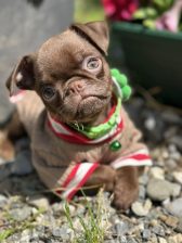 Chocolate Petit Brabancon (Smooth Brussel Griffon)