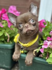 Lilac & chocolate boys chihuahua