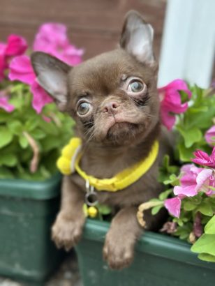 Lilac & chocolate boys chihuahua