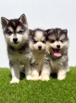 Pomsky-pomski (pomeranac + haski)