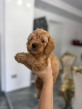 Goldendoodle prelepi štenci