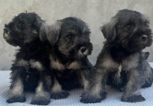 Patuljasti Šnaucer Miniature Schnauzer