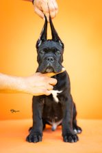 Cane Corso VRHUNSKI štenci