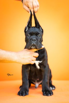 Cane Corso VRHUNSKI štenci